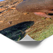 Hippopotamus Hippo Lake St. Lucia Wetland Park Poster (Hoek)