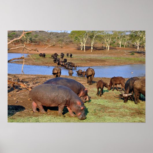 Hippopotamus Hippo Lake St. Lucia Wetland Park Poster (Voorkant)