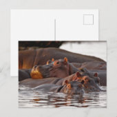 Hippopotamus, Hippopotamus amphibius, Lake Briefkaart (Voorkant / Achterkant)