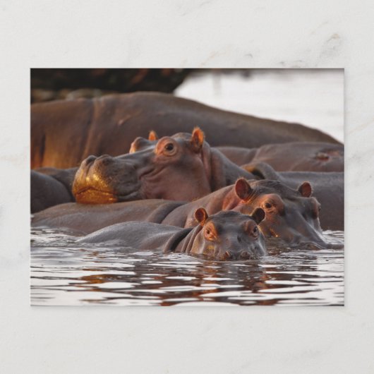Hippopotamus, Hippopotamus amphibius, Lake Briefkaart (Voorkant)