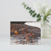 Hippopotamus, Hippopotamus amphibius, Lake Briefkaart (Staand voorkant)