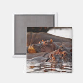 Hippopotamus, Hippopotamus amphibius, Lake Magneet (Voorkant / Achterkant)