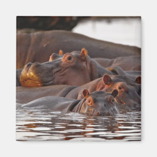 Hippopotamus, Hippopotamus amphibius, Lake Magneet
