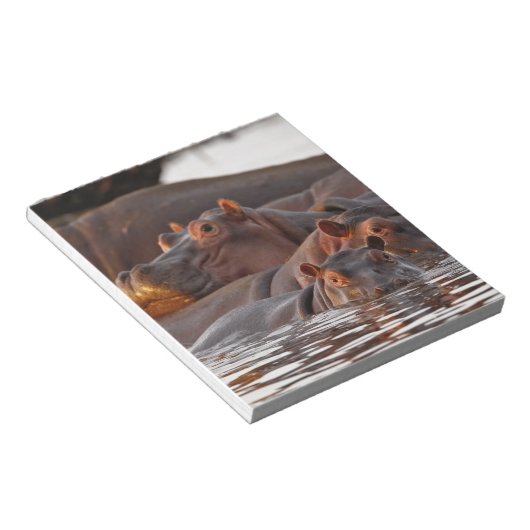 Hippopotamus, Hippopotamus amphibius, Lake Notitieblok (Schuin)