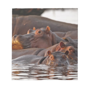 Hippopotamus, Hippopotamus amphibius, Lake Notitieblok