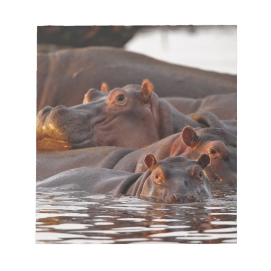 Hippopotamus, Hippopotamus amphibius, Lake Notitieblok (Voorkant)