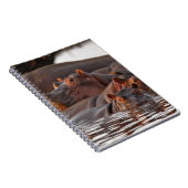 Hippopotamus, Hippopotamus amphibius, Lake Notitieboek (Rechterzijde)