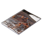 Hippopotamus, Hippopotamus amphibius, Lake Notitieboek (Linkerzijde)