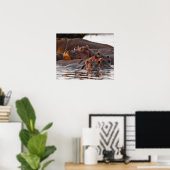 Hippopotamus, Hippopotamus amphibius, Lake Poster (Thuiskantoor)