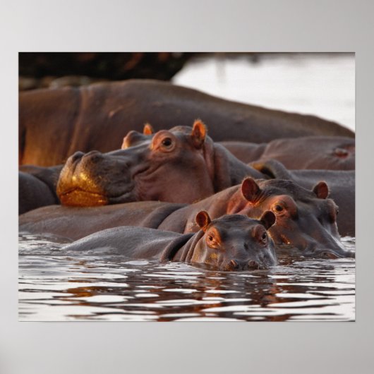 Hippopotamus, Hippopotamus amphibius, Lake Poster (Voorkant)