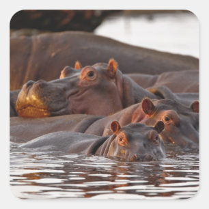 Hippopotamus, Hippopotamus amphibius, Lake Vierkante Sticker