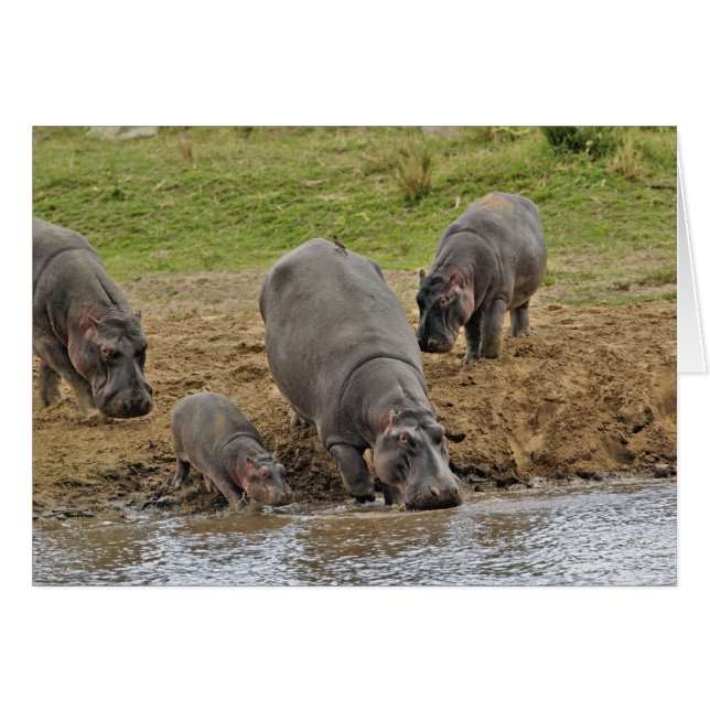 Hippopotamus, Hippopotamus amphibius, Serengeti (Voorkant Horizontaal)
