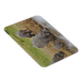 Hippopotamus, Hippopotamus amphibius, Serengeti Magneet (Rechterzijde)