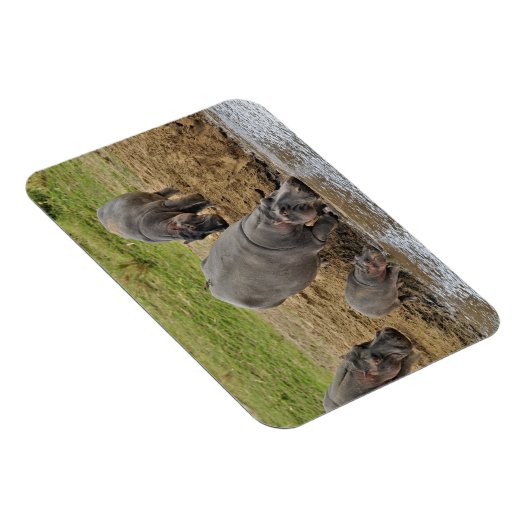 Hippopotamus, Hippopotamus amphibius, Serengeti Magneet (Rechterzijde)