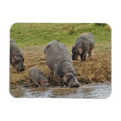 Hippopotamus, Hippopotamus amphibius, Serengeti Magneet (Horizontaal)