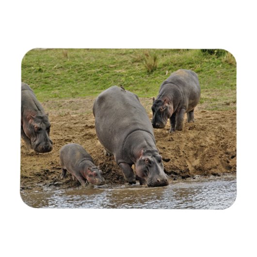 Hippopotamus, Hippopotamus amphibius, Serengeti Magneet (Horizontaal)