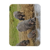 Hippopotamus, Hippopotamus amphibius, Serengeti Magneet (Verticaal)