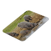 Hippopotamus, Hippopotamus amphibius, Serengeti Magneet (Linkerzijde)