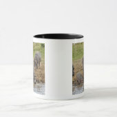 Hippopotamus, Hippopotamus amphibius, Serengeti Mok (Midden)