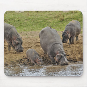 Hippopotamus, Hippopotamus amphibius, Serengeti Muismat