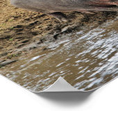 Hippopotamus, Hippopotamus amphibius, Serengeti Poster (Hoek)
