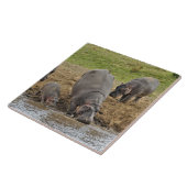 Hippopotamus, Hippopotamus amphibius, Serengeti Tegeltje (Zijkant)