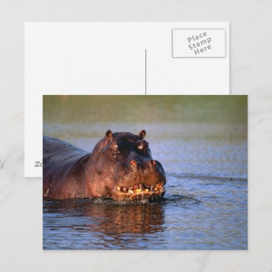 Hippopotamus in de rivier briefkaart (Voorkant / Achterkant)