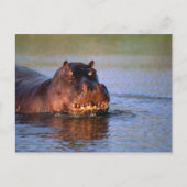Hippopotamus in de rivier briefkaart (Voorkant)