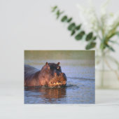 Hippopotamus in de rivier briefkaart (Staand voorkant)