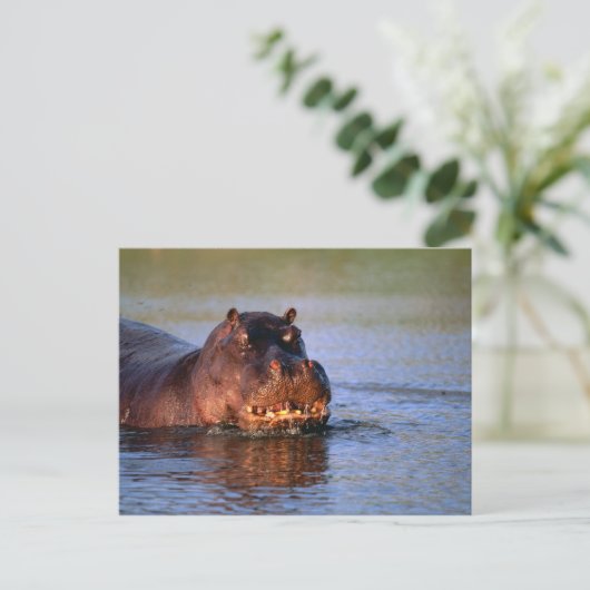 Hippopotamus in de rivier briefkaart (Staand voorkant)