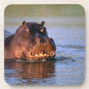 Hippopotamus in de rivier drankjes onderzetter