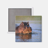 Hippopotamus in de rivier magneet (Voorkant / Achterkant)