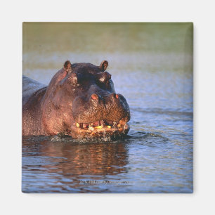 Hippopotamus in de rivier magneet