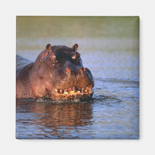 Hippopotamus in de rivier magneet (Voorkant)