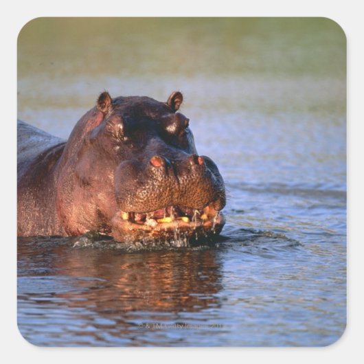 Hippopotamus in de rivier vierkante sticker (Voorkant)