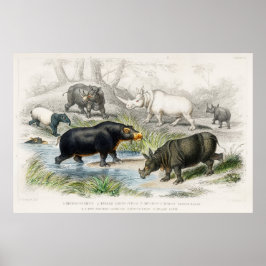 Hippopotamus, Indische Rhinoceros, Muchoco... Poster