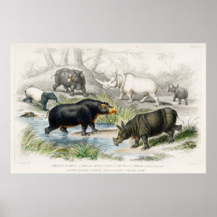 Hippopotamus, Indische Rhinoceros, Muchoco... Poster