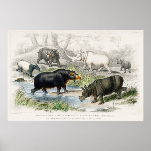 Hippopotamus, Indische Rhinoceros, Muchoco... Poster (Voorkant)