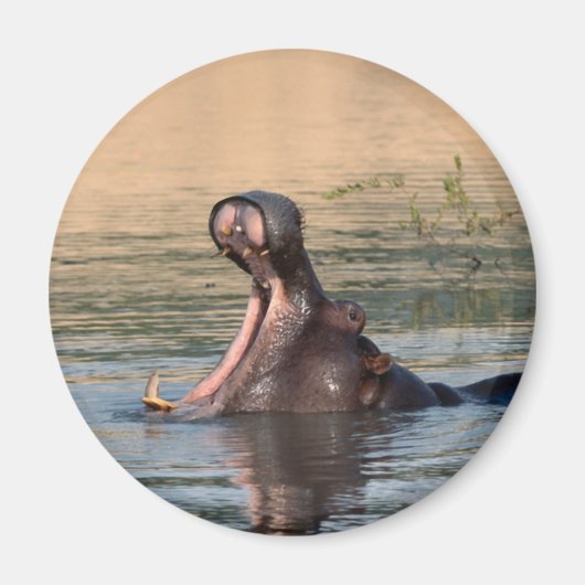 hippopotamus magneet (Voorkant)