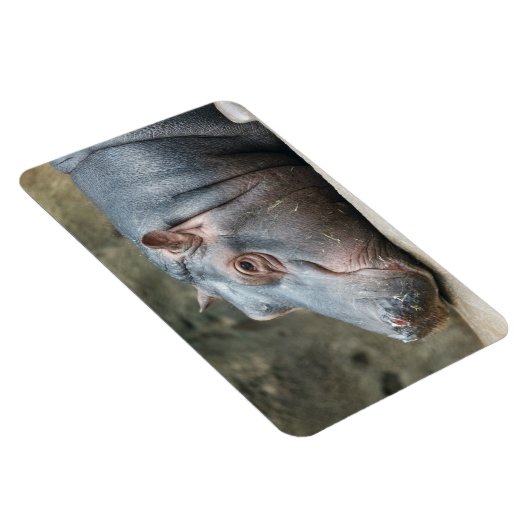 Hippopotamus magnet magneet (Rechterzijde)
