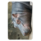 Hippopotamus magnet magneet (Verticaal)
