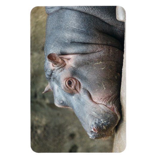 Hippopotamus magnet magneet (Verticaal)