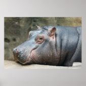 Hippopotamus poster (Voorkant)