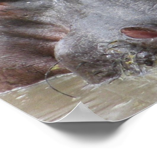 Hippopotamus Poster (Hoek)