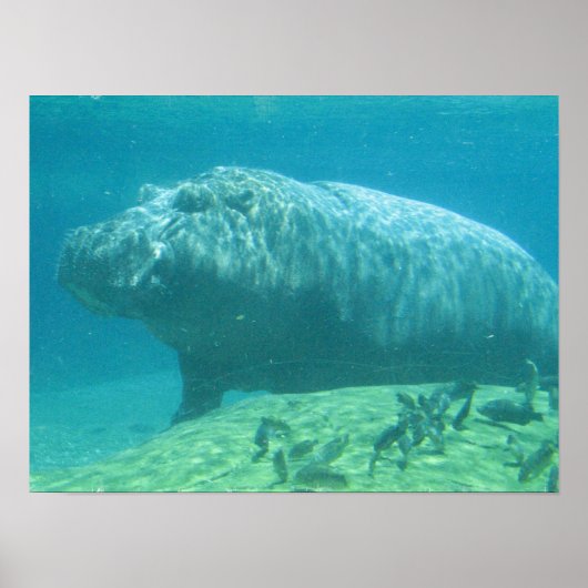 Hippopotamus Poster (Voorkant)