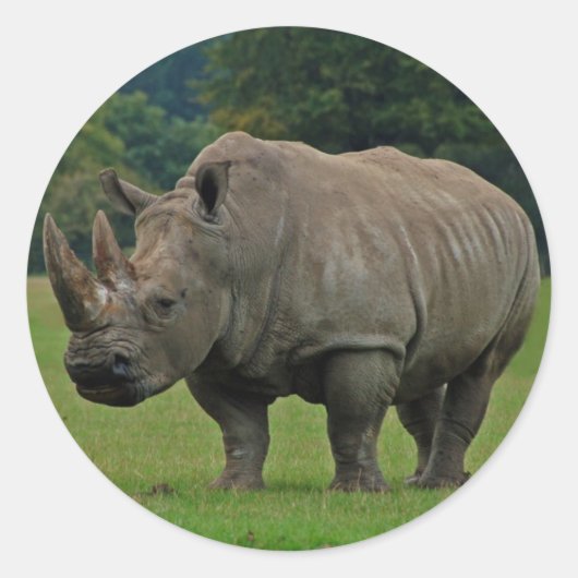 Hippopotamus stickers (Voorkant)
