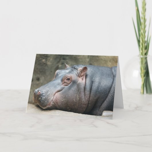 Hippopotamus wenskaart kaart (Voorkant)