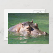 Hippopotamus zwemt op het oppervlak briefkaart (Voorkant / Achterkant)