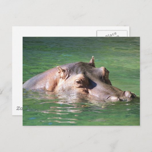 Hippopotamus zwemt op het oppervlak briefkaart (Voorkant / Achterkant)