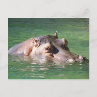 Hippopotamus zwemt op het oppervlak briefkaart